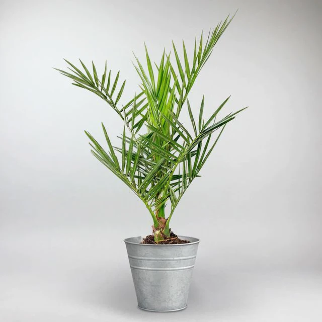 New Plant Arrivals